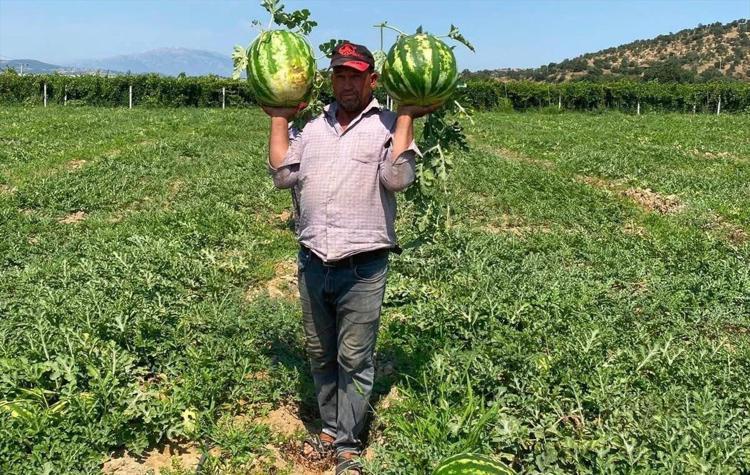 Manisada hasadı başladı Tarladaki fiyatı beğenmedi, çözümü kendi buldu