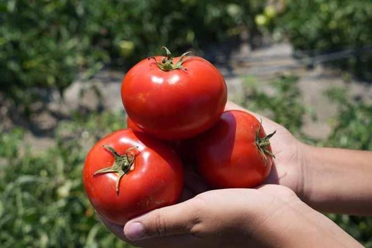Kilosu 50 TLden tarlada satışa çıktı: Vatandaşlar kendi elleriyle toplamak için kuyruğa girdi