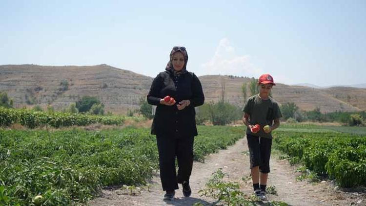 DÖNÜME 5 TON CİVARINDA REKOLTE BEKLİYORUZ, KİLOSU 50 LİRA