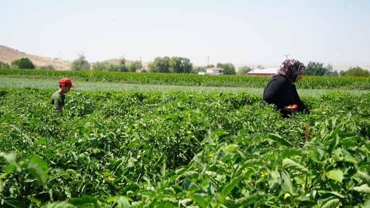 Kilosu 50 TLden tarlada satışa çıktı: Vatandaşlar kendi elleriyle toplamak için kuyruğa girdi