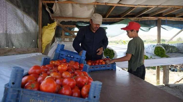 DİĞER DOMATESLERE GÖRE EKŞİ BİR TADI VARDIR