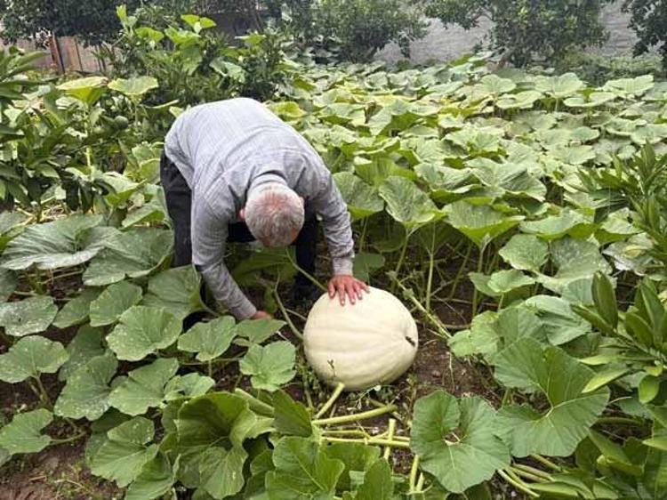 Sadece 3 kök dikmişti bahçeyi zapt edemedi: Hobi olarak başladı, 1 tonun üzerinde ürün aldı Toptancılar peşinde...