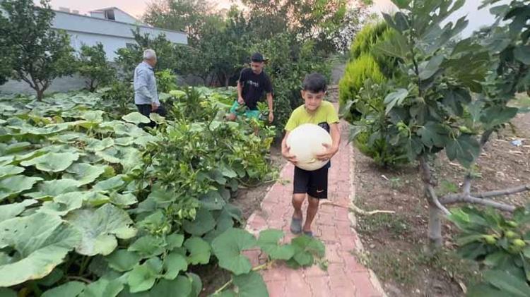 Sadece 3 kök dikmişti bahçeyi zapt edemedi: Hobi olarak başladı, 1 tonun üzerinde ürün aldı Toptancılar peşinde...