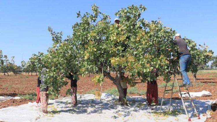 40 derece sıcakta zorlu mesai başladı: Yeşil altında dev sezon açıldı: Öğlene kadar toplayan çiftçi bayram ediyor