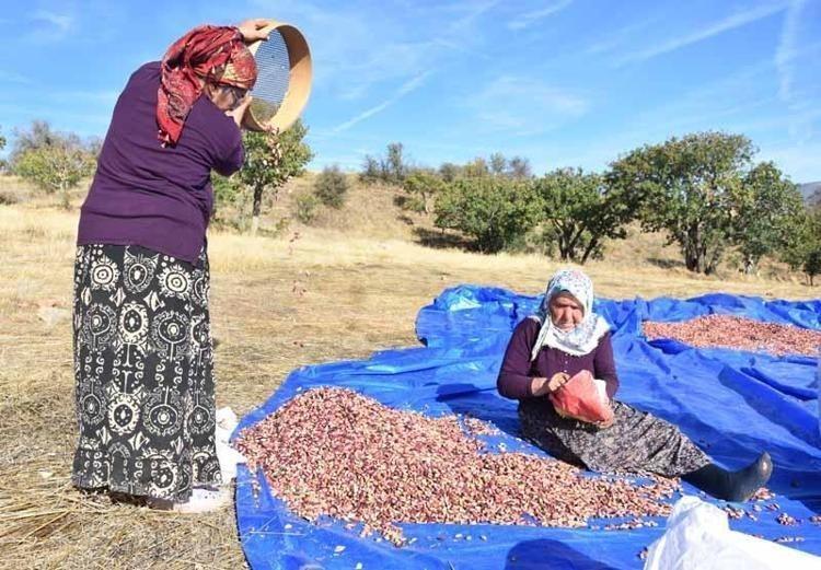 40 derece sıcakta zorlu mesai başladı: Yeşil altında dev sezon açıldı: Öğlene kadar toplayan çiftçi bayram ediyor