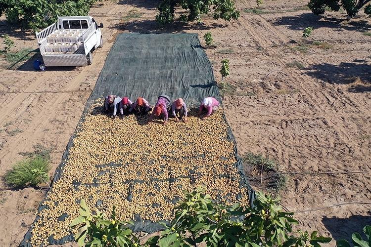 Rakiplerine açık ara fark attı: İtalya, Şili ve ABD geride kaldı Dünya üretiminin yarısından fazlası bizde yetişiyor