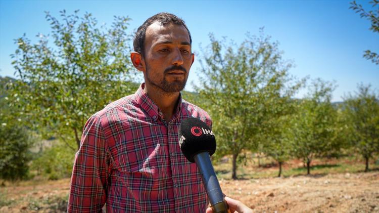 Geçen yıl zirai don vurdu, bu yıl toparlanma başladı Ankarada hasadı başladı: Kilosu 120 lira
