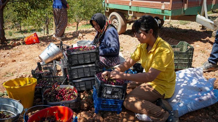 Geçen yıl zirai don vurdu, bu yıl toparlanma başladı Ankarada hasadı başladı: Kilosu 120 lira