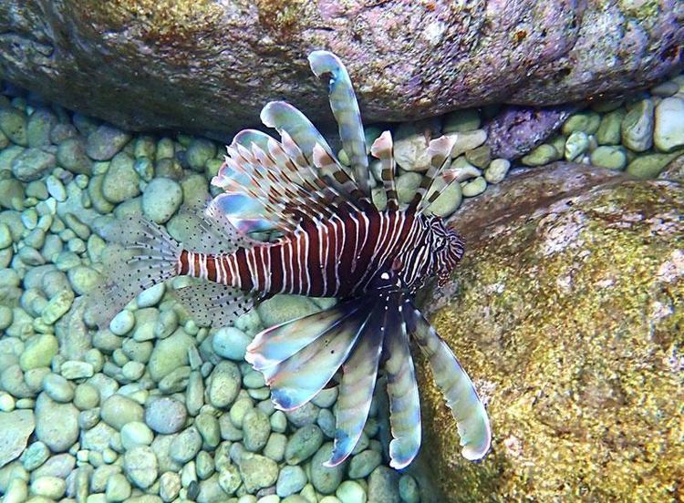 Akdenizde istilacı canlı alarmı Pişirilse bile zehrini kaybetmiyor