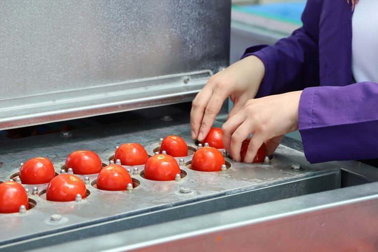 İZMİRDE DOMATESİN YÜZDE 38’İ TORBALI’DA ÜRETİLİYOR