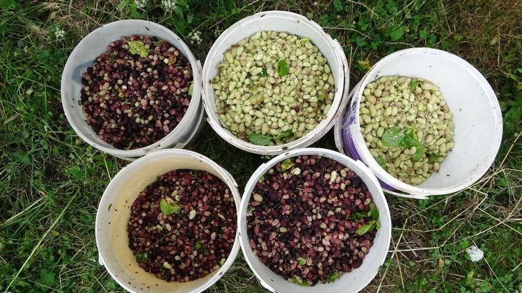 PEKMEZDEN SİRKEYE GELENEKSEL BİR ŞİFA DEPOSU