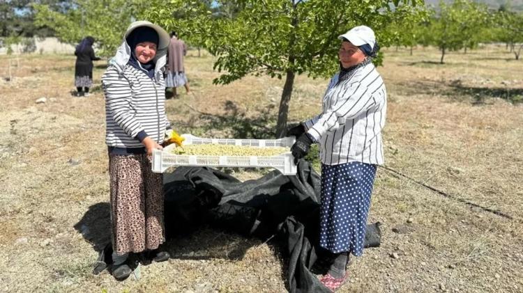 Meğer yıllardır şifa deposu yiyormuşuz ABDnin peşinde koştuğu Türk meyvesi belli oldu...
