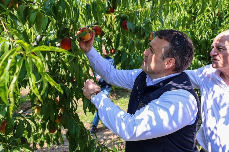 Tamamı yurt dışına gönderiliyor, yabancılar kapışıyor Bilecikte hasat başladı