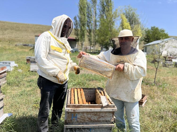 Karsta bereketli hasat başladı Kilosu 2 bin 500 TLye kadar ulaşıyor