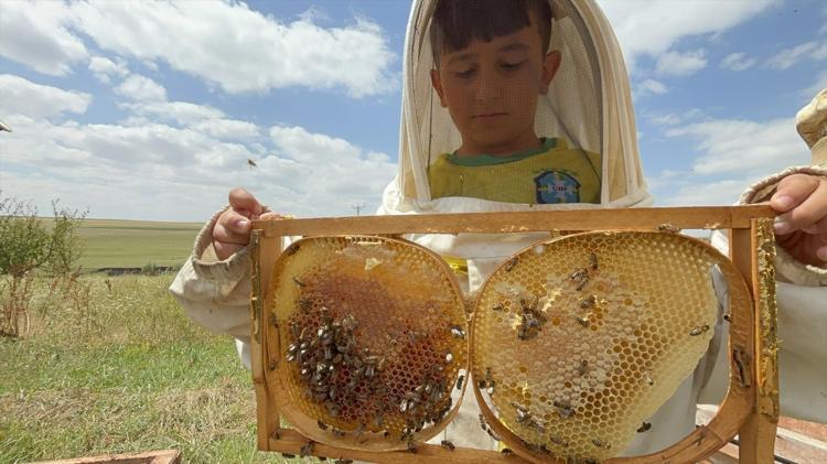 Karsta bereketli hasat başladı Kilosu 2 bin 500 TLye kadar ulaşıyor