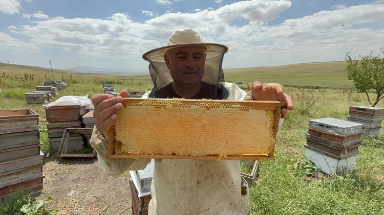 Karsta bereketli hasat başladı Kilosu 2 bin 500 TLye kadar ulaşıyor