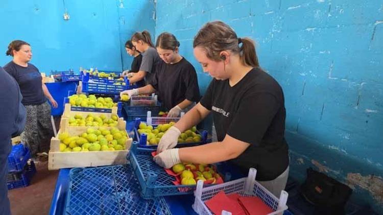 ERKENCİ SARILOP İNCİRİN TİCARET MERKEZİ: BUHARKENT