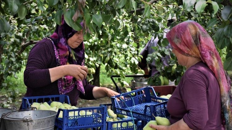 Kilosu 120 TLden kapış kapış satılıyor Ankarada toplanıp İstanbul ve Ankara pazarında satılmak üzere yola çıktı...