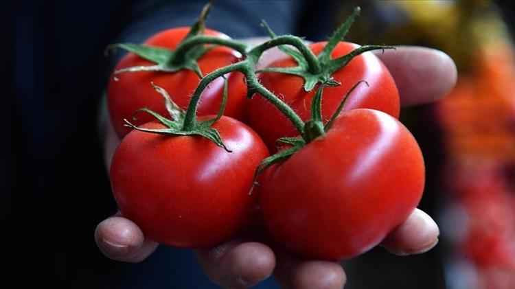 Domatesin üzerinde sarı halka görürseniz dikkat Sebebi düşündüğünüz gibi çürüme değilmiş