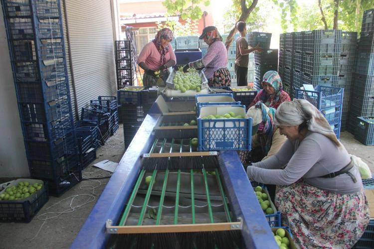 Dalında altın değerinde AB tescilli Bayramiç beyazında hasat zamanı: Kilosu 50 liradan kapış kapış gidiyor