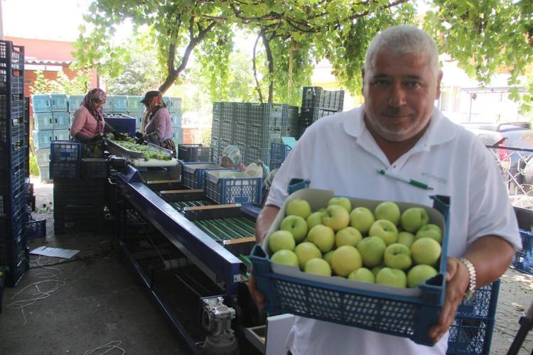 Dalında altın değerinde AB tescilli Bayramiç beyazında hasat zamanı: Kilosu 50 liradan kapış kapış gidiyor