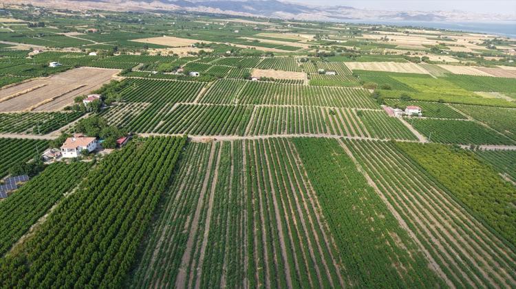 Tescilli meyvede erkenci hasat başladı Fiyatlar geçen yıla kıyasla yarı yarıya daha düşük