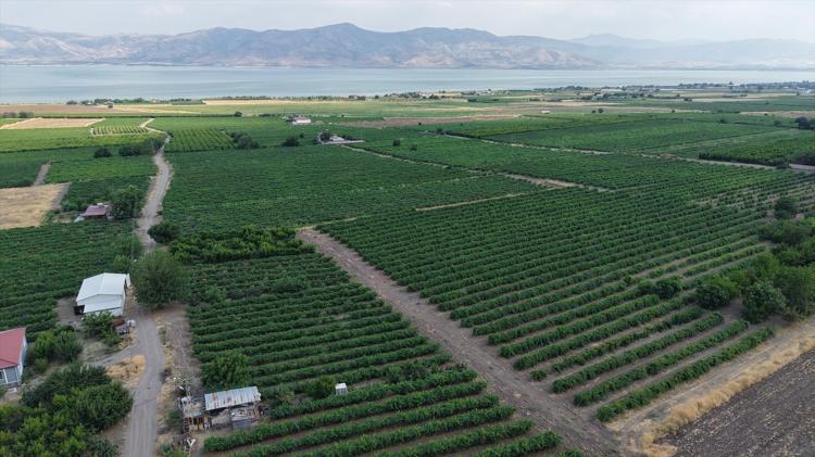 Tescilli meyvede erkenci hasat başladı Fiyatlar geçen yıla kıyasla yarı yarıya daha düşük