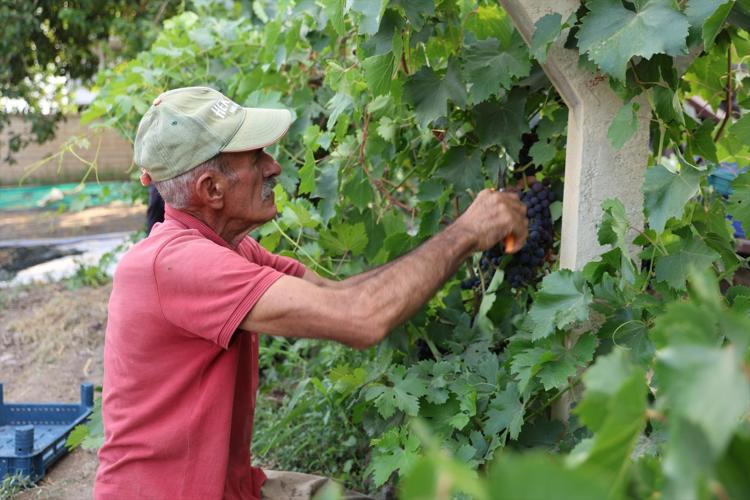 Tescilli meyvede erkenci hasat başladı Fiyatlar geçen yıla kıyasla yarı yarıya daha düşük