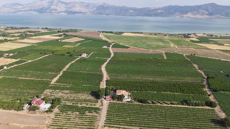 Tescilli meyvede erkenci hasat başladı Fiyatlar geçen yıla kıyasla yarı yarıya daha düşük