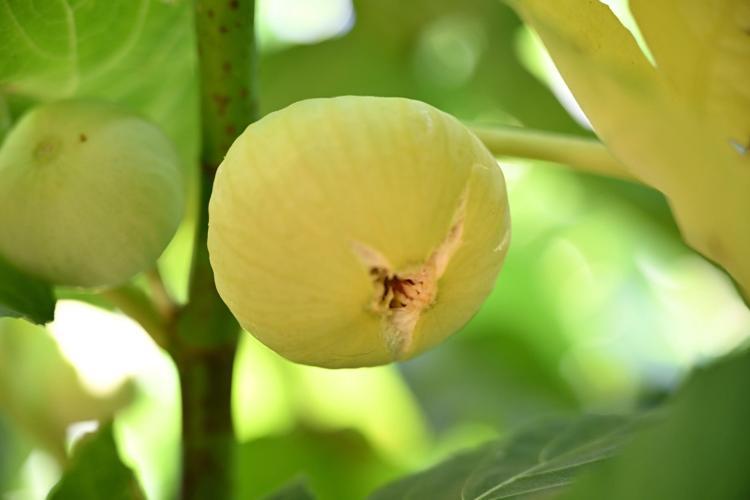 Bölge ekonomisinin can damarı Kahramanmaraşta hasadı başladı: Lezzeti ve aromasıyla damak çatlatıyor