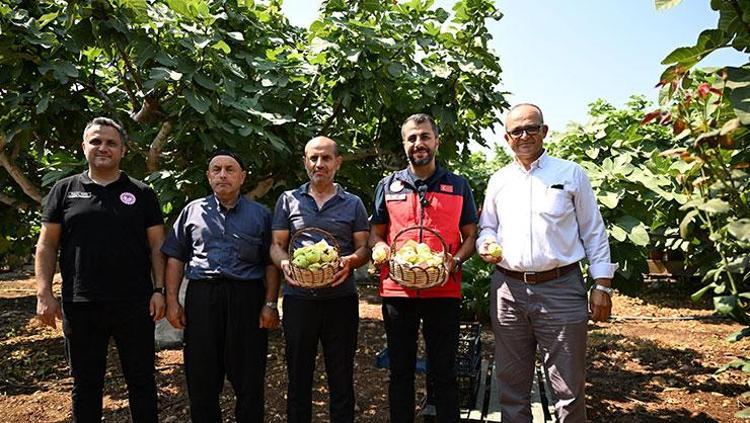 Bölge ekonomisinin can damarı Kahramanmaraşta hasadı başladı: Lezzeti ve aromasıyla damak çatlatıyor