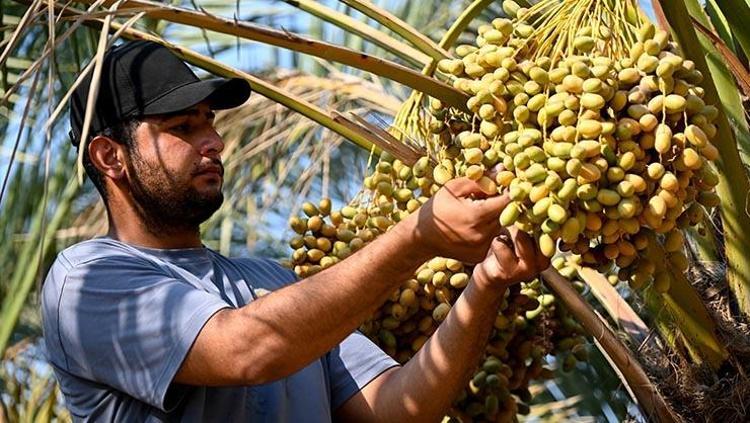 Aşırı sıcaklara rağmen mesai başladı Kavurucu sıcakta metrelerce yükseklikte tek tek toplanıyor