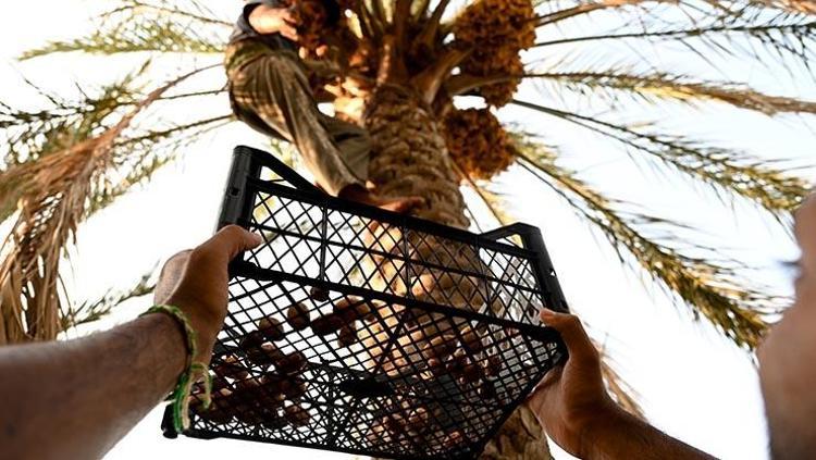 Aşırı sıcaklara rağmen mesai başladı Kavurucu sıcakta metrelerce yükseklikte tek tek toplanıyor