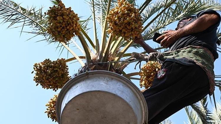 Aşırı sıcaklara rağmen mesai başladı Kavurucu sıcakta metrelerce yükseklikte tek tek toplanıyor