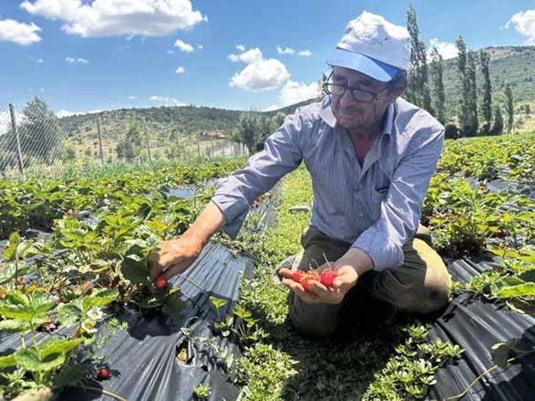 Büyükşehirlerden köye akın başladı Nüfusu 30dan 700e çıkaran 14 milyar liralık çilek mucizesi