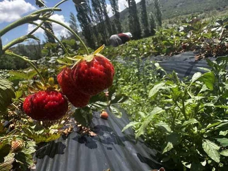 Büyükşehirlerden köye akın başladı Nüfusu 30dan 700e çıkaran 14 milyar liralık çilek mucizesi