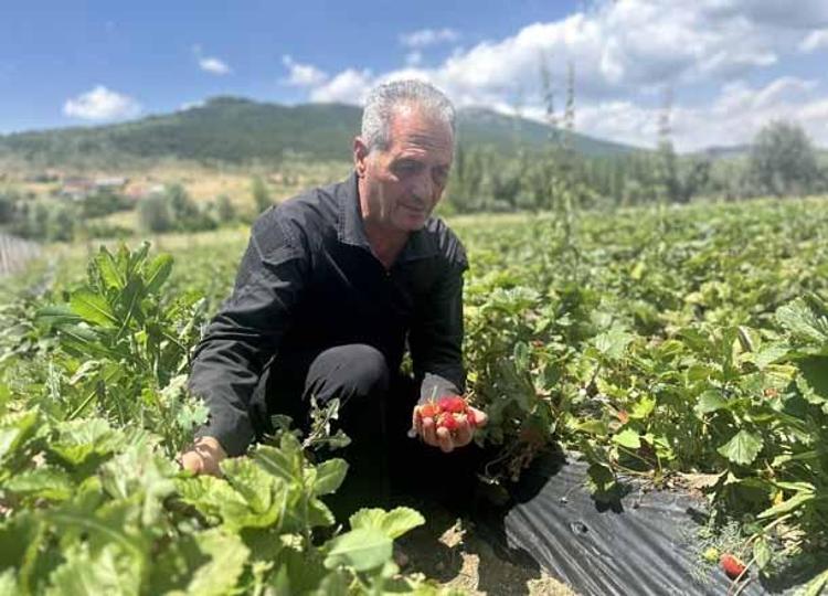 YAZ BOYUNCA İKİ FARKLI HASAT YAPILIYOR