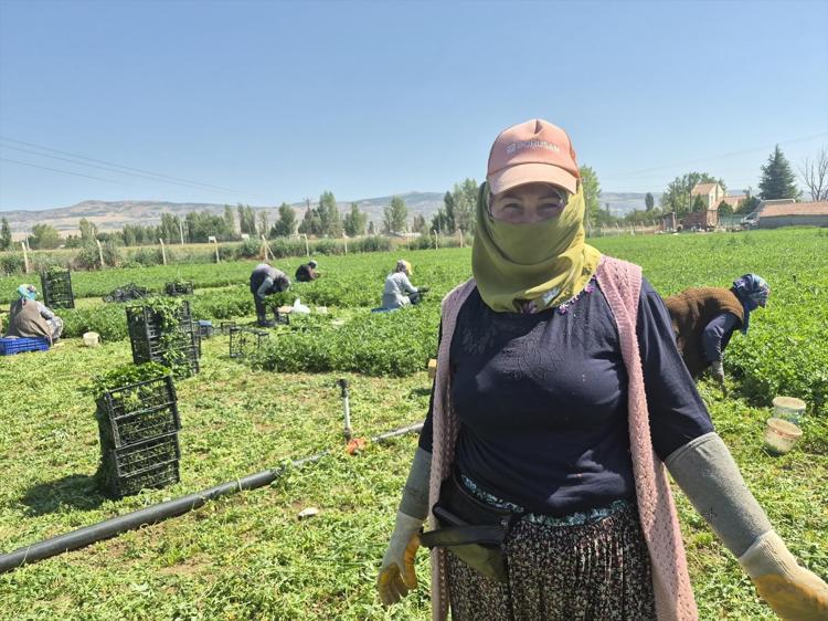40 derece sıcakta alın teri döküyorlar Mesaisi sabah 6da başlayıp 9 saat aralıksız sürüyor, kadınların emeğiyle tezgaha geliyor