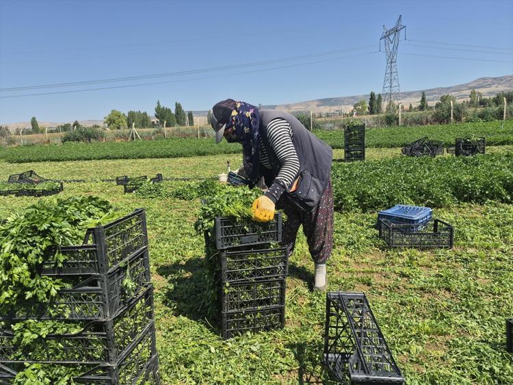 GÜNEŞİN ALTINDA, AŞIRI SICAKLARDA ÇALIŞIYORUZ