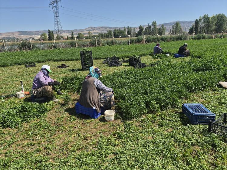 40 derece sıcakta alın teri döküyorlar Mesaisi sabah 6da başlayıp 9 saat aralıksız sürüyor, kadınların emeğiyle tezgaha geliyor