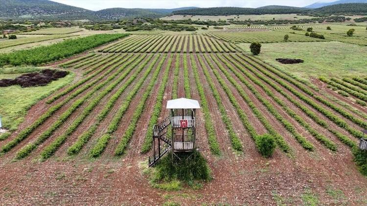 Litresi 666 bin TLye satılan sıvı altın hasat ediliyor: Dünya devleri sıraya girdi