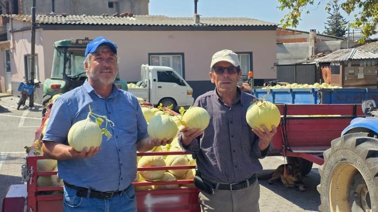 Ata tohumuyla susuz yetiştiriliyor Balıkesirin beyaz altınında beklenen hasat başladı