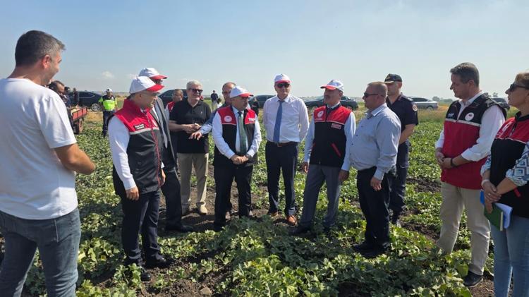 Ata tohumuyla susuz yetiştiriliyor Balıkesirin beyaz altınında beklenen hasat başladı