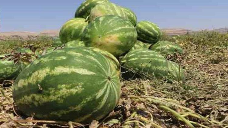 ÇAT TAZI VE ÖRÜMCEK AĞI ÇİZGİLERİNE DİKKAT