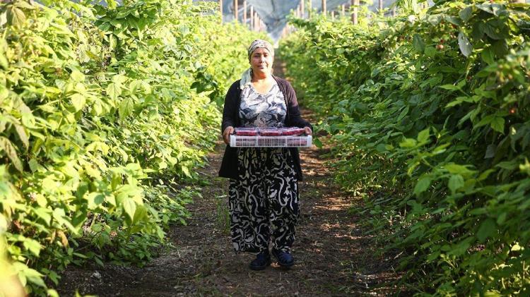 Adanada üretiliyor, Uzak Doğuya satılıyor: Çin, Japonya ve Güney Kore sıraya girdi