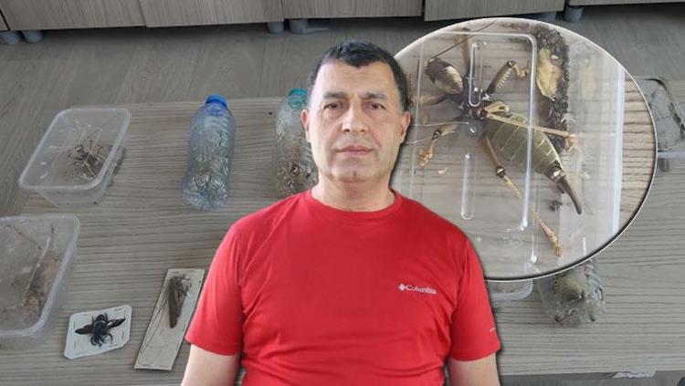Nemrutta yakalandılar 2 yabancı uyrukluya çekirge toplarken suçüstü: Uzmandan ‘genetik çalışma’ uyarısı