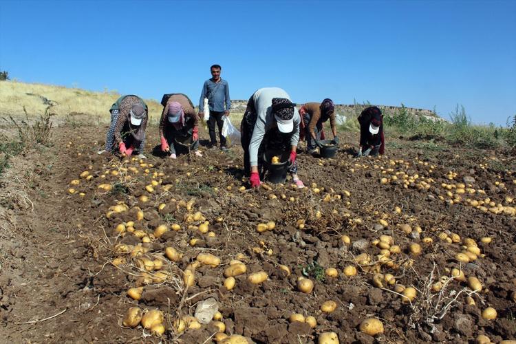 Aksarayda hasadı başladı, fiyatı yarı yarıya düştü: Tarlada 10 lira ama markette 40 liraya satılıyor