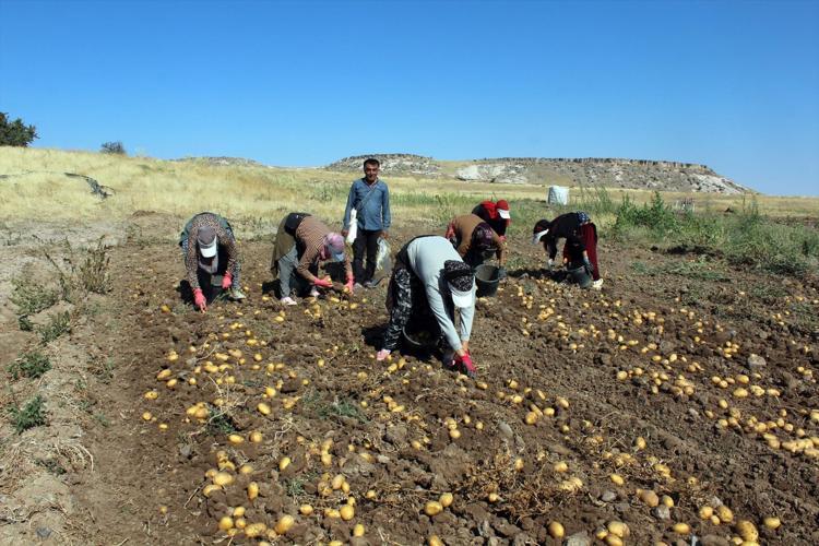 Aksarayda hasadı başladı, fiyatı yarı yarıya düştü: Tarlada 10 lira ama markette 40 liraya satılıyor