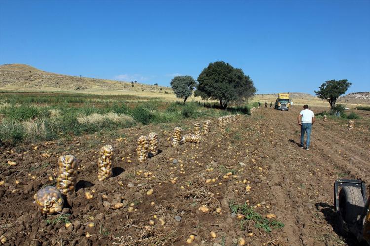 Aksarayda hasadı başladı, fiyatı yarı yarıya düştü: Tarlada 10 lira ama markette 40 liraya satılıyor