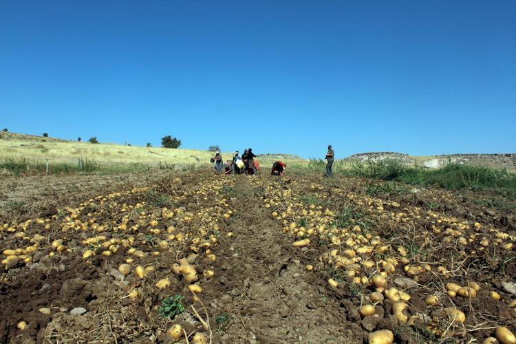 Aksarayda hasadı başladı, fiyatı yarı yarıya düştü: Tarlada 10 lira ama markette 40 liraya satılıyor